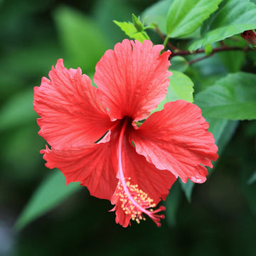 hibiscus - Eimele