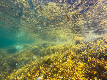 Omega-3 from plants, is it still effective? - Eimele