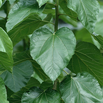 reducose™ white mulberry leaf extract - Eimele
