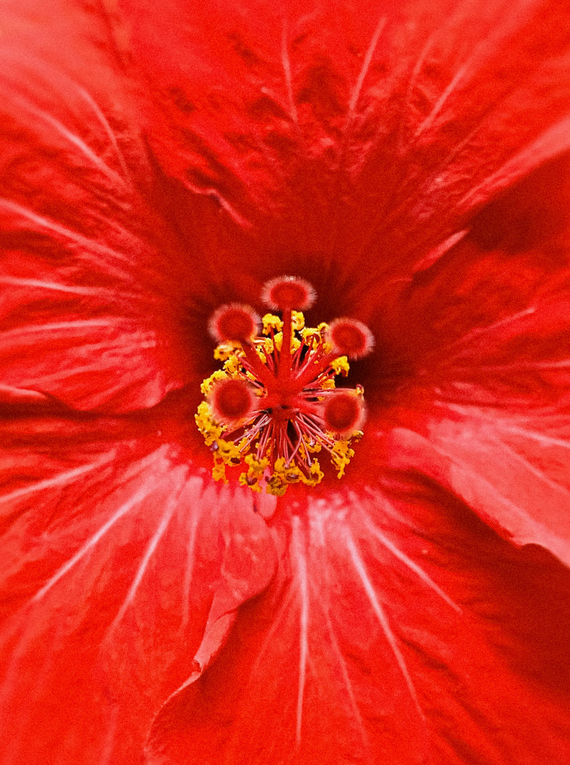 Hibiscus