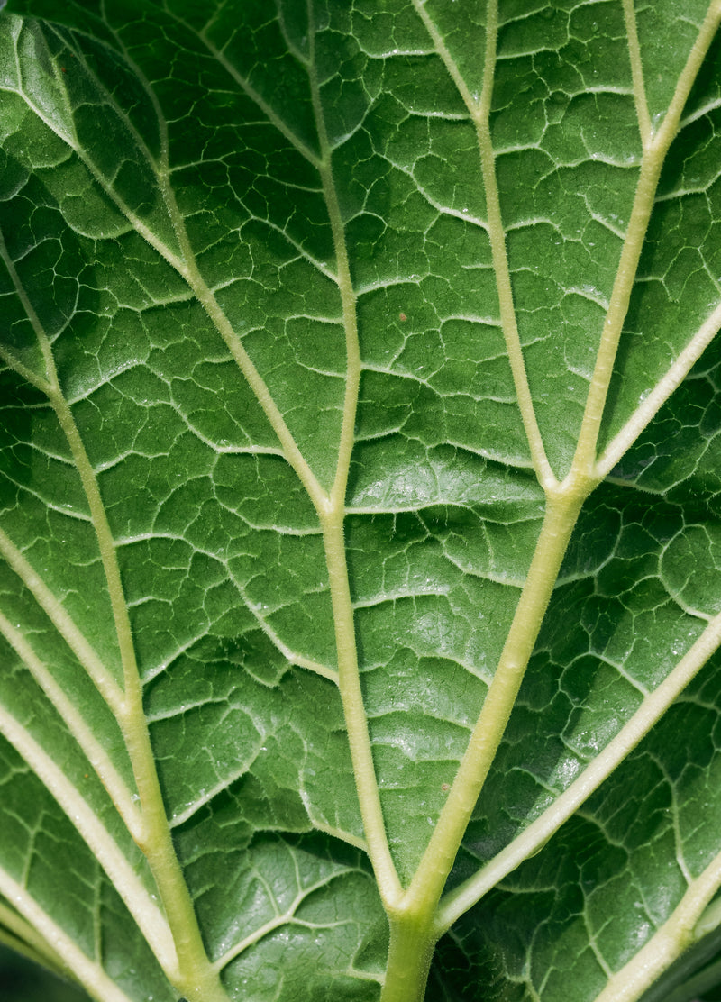 Reducose™ white mulberry leaf